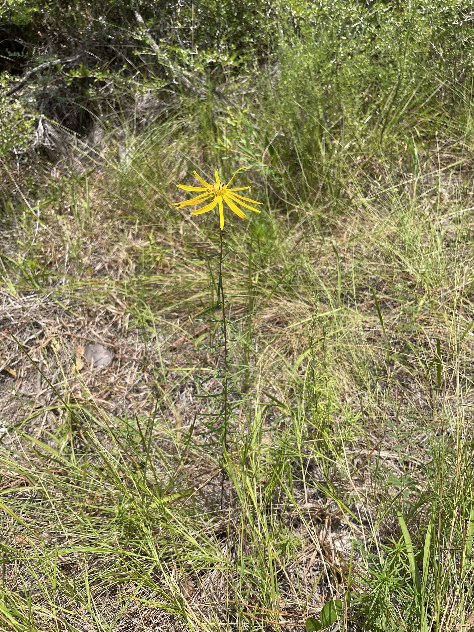 Imagem de Phoebanthus tenuifolia (Torr. & A. Gray) Blake