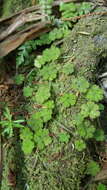 Image of Hydrocotyle dissecta Hook. fil.