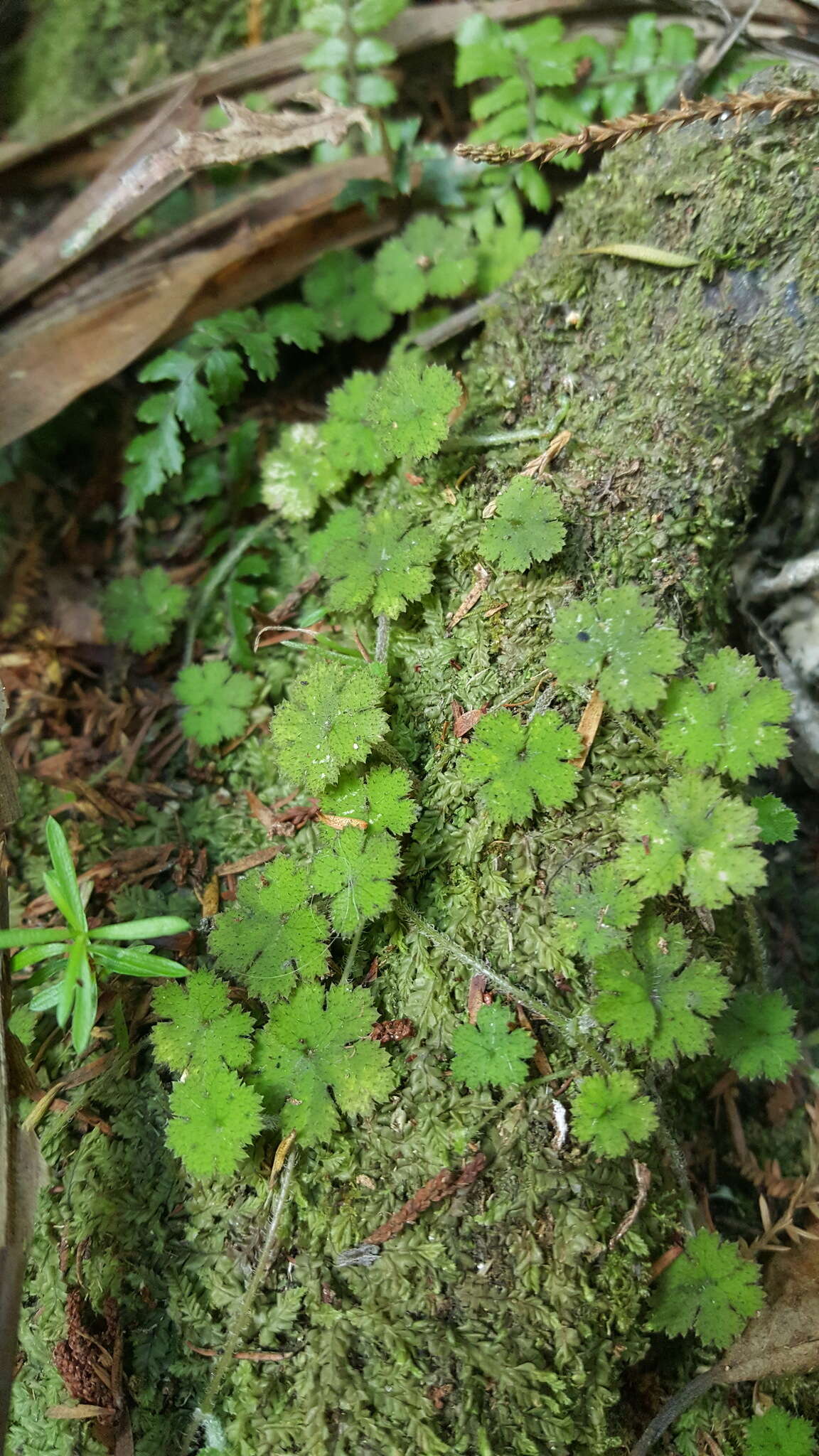 Image of Hydrocotyle dissecta Hook. fil.