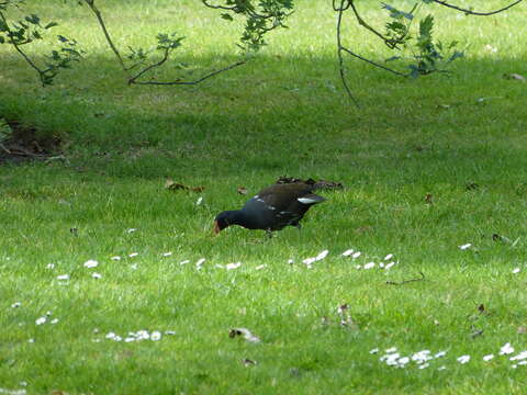 Image of Eurasian Common Moorhen