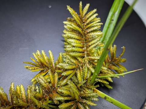 Imagem de Cyperus erythrorhizos Muhl.