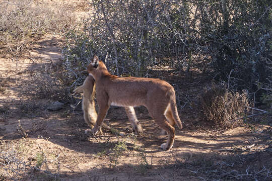 Image of Cynictis penicillata penicillata