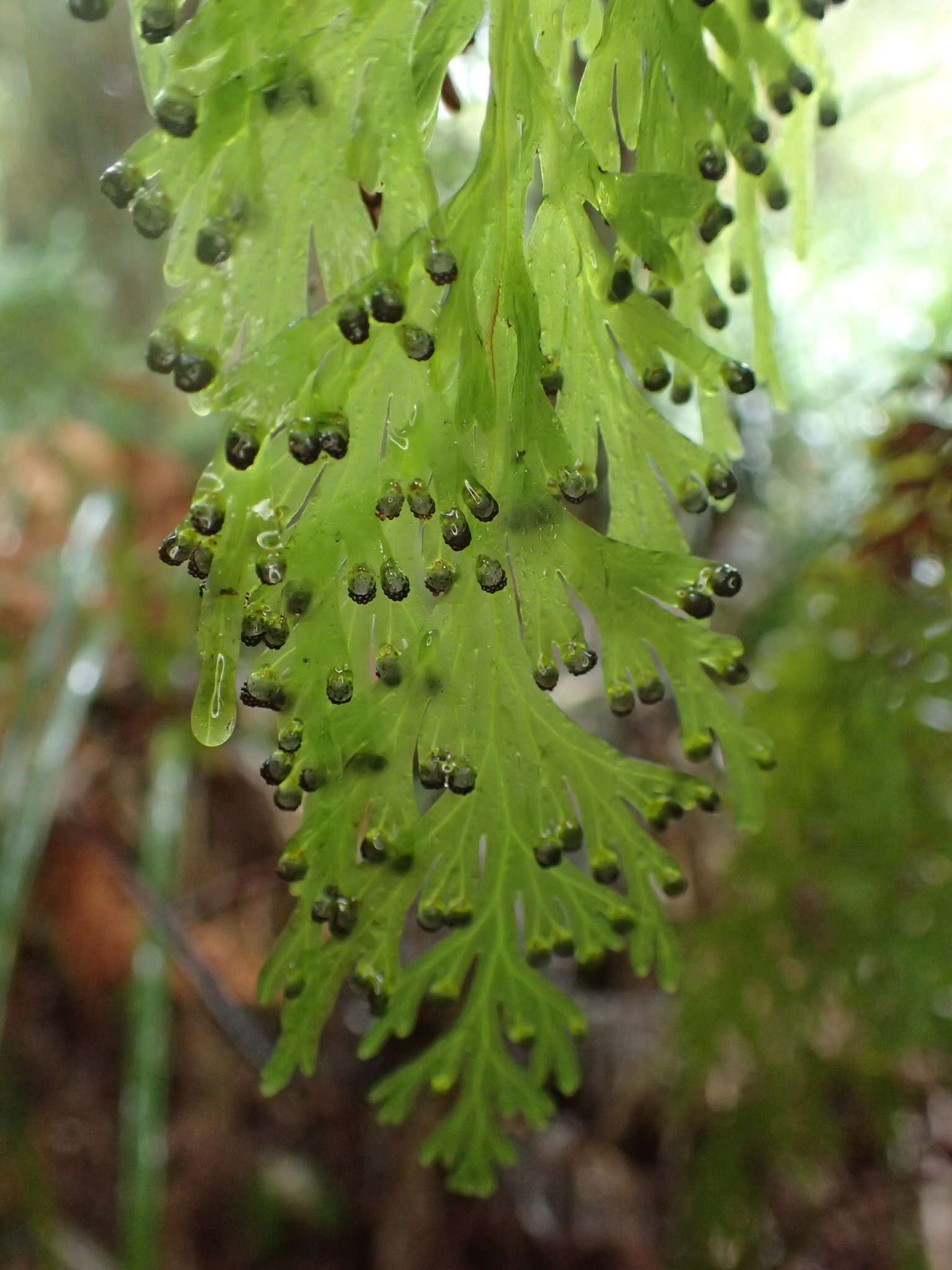 Image de Hymenophyllum dilatatum (G. Forst.) Sw.