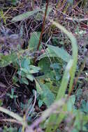 Image of stemless ironweed