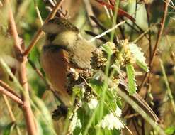 Image of Cinnamon-rumped Seedeater