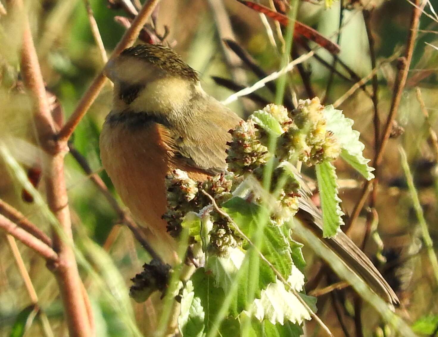 صورة Sporophila torqueola (Bonaparte 1850)