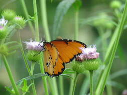 Image of Danaus (Anosia) chrysippus subsp. dorippus Klug 1845