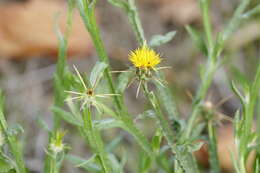 Image of yellow star-thistle