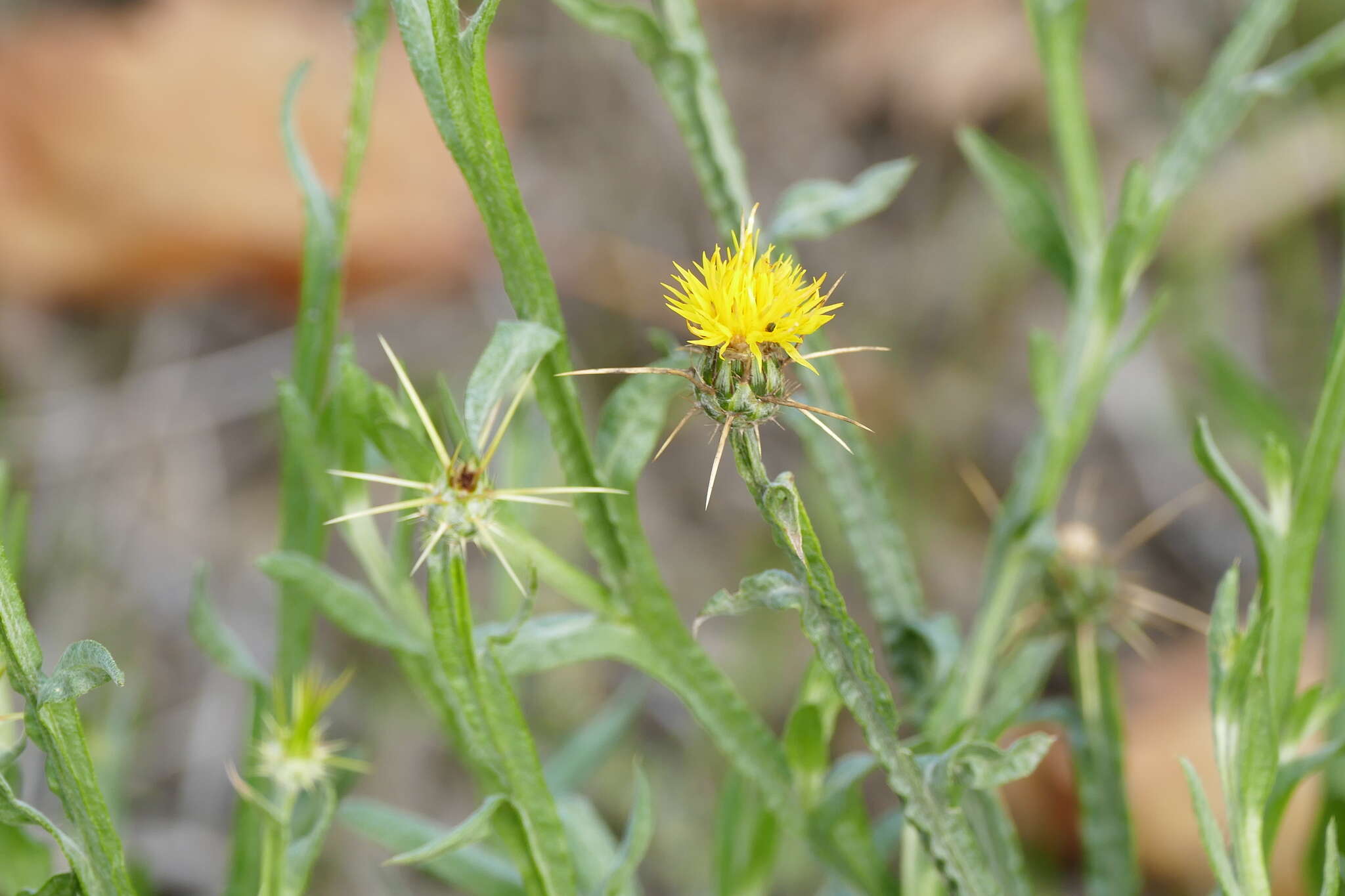 Image of yellow star-thistle