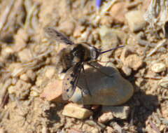 Image of Bombylius albicapillus Loew 1872