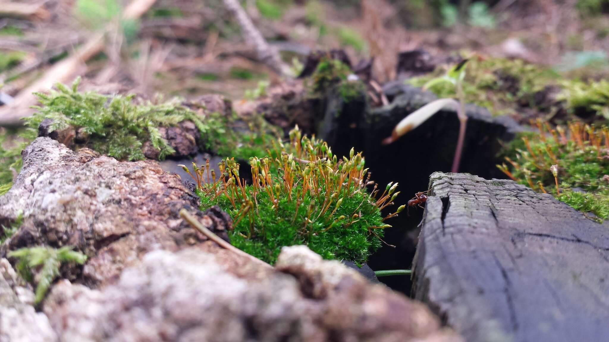 Image of anacamptodon moss