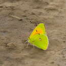 Image of Colias heos (Herbst 1792)