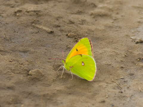 Слика од Colias heos (Herbst 1792)