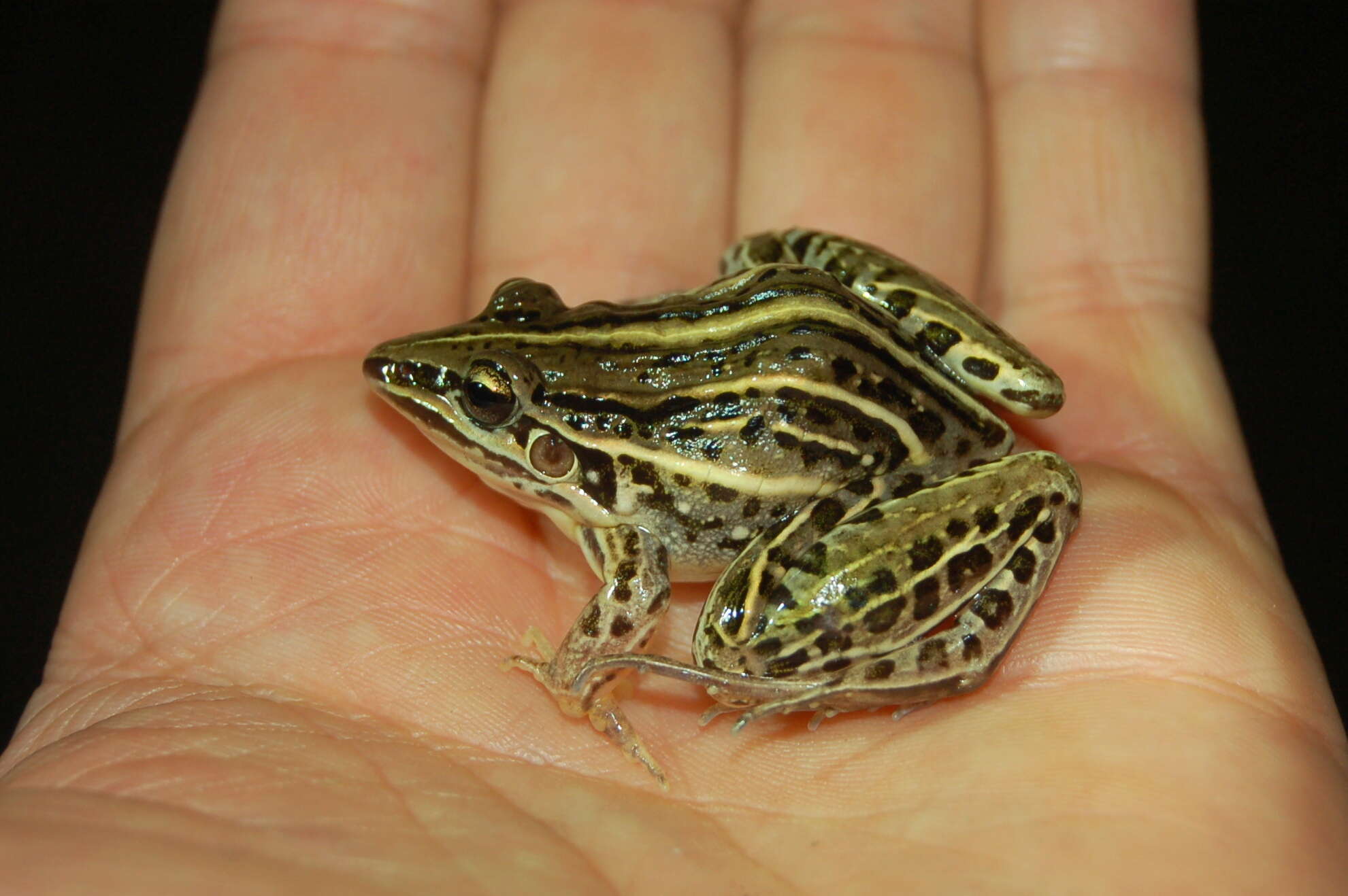 Слика од Leptodactylus gracilis (Duméril & Bibron 1840)