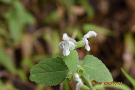 Image of Leucas decemdentata (Willd.) Sm.