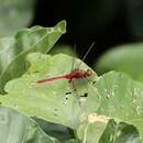 Image of Erythemis carmelita Williamson 1923