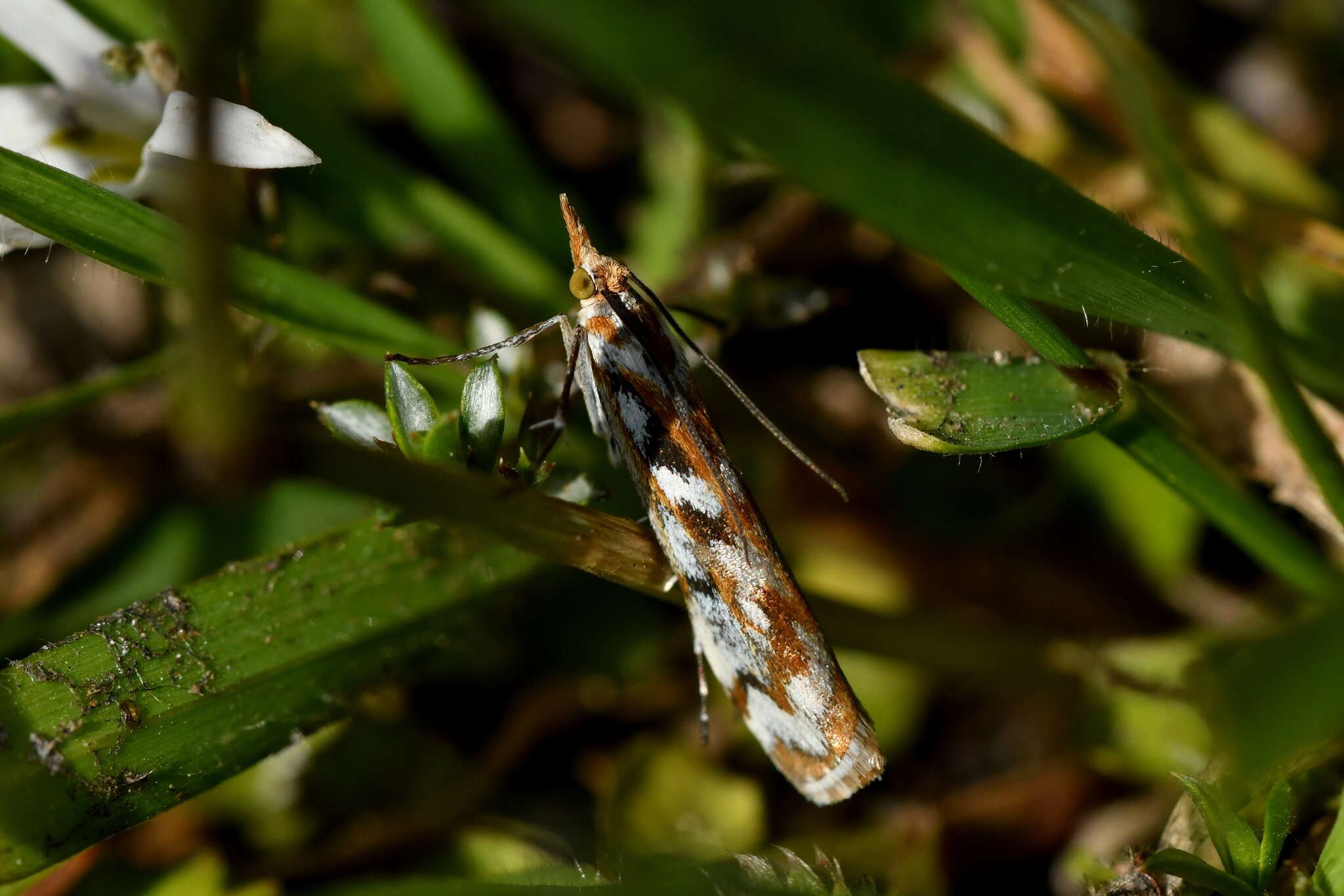 Image of Orocrambus xanthogrammus Meyrick 1882