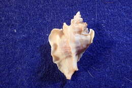 Sivun Ocinebrellus falcatus (G. B. Sowerby II 1834) kuva