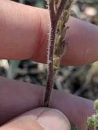 Image de Phacelia infundibuliformis Torr.