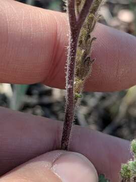 Phacelia infundibuliformis Torr. resmi