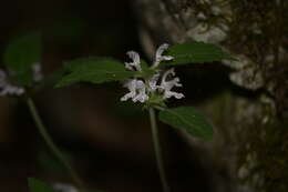 Matsumurella chinensis (Benth.) Bendiksby的圖片