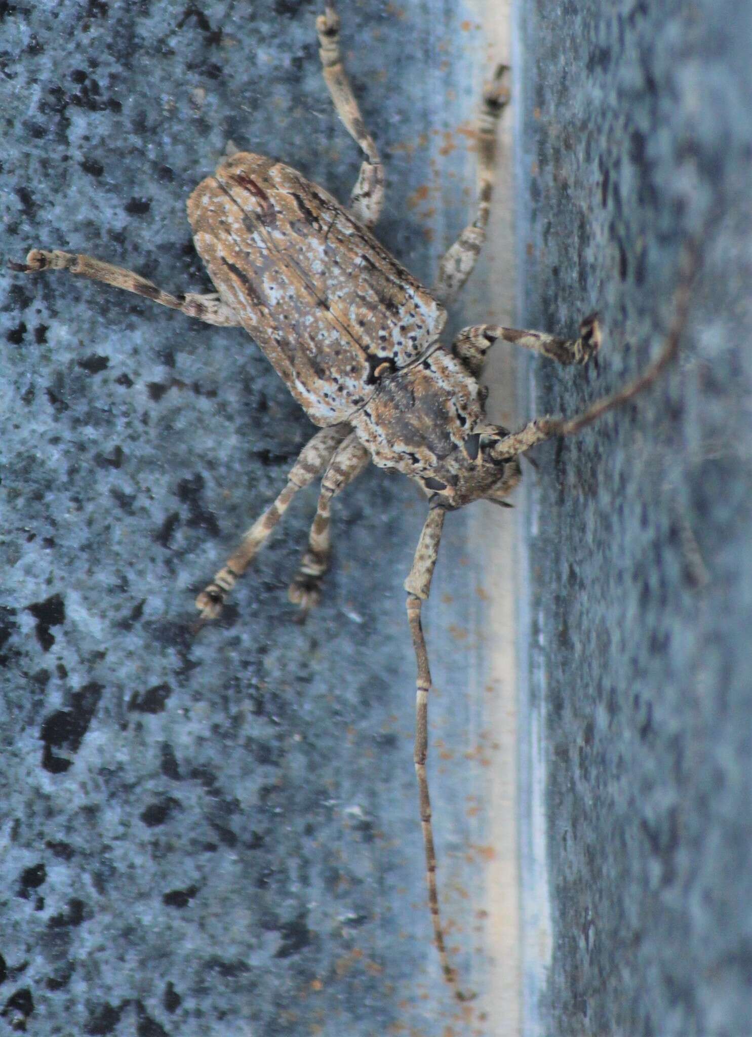 Image of Long-horned beetle