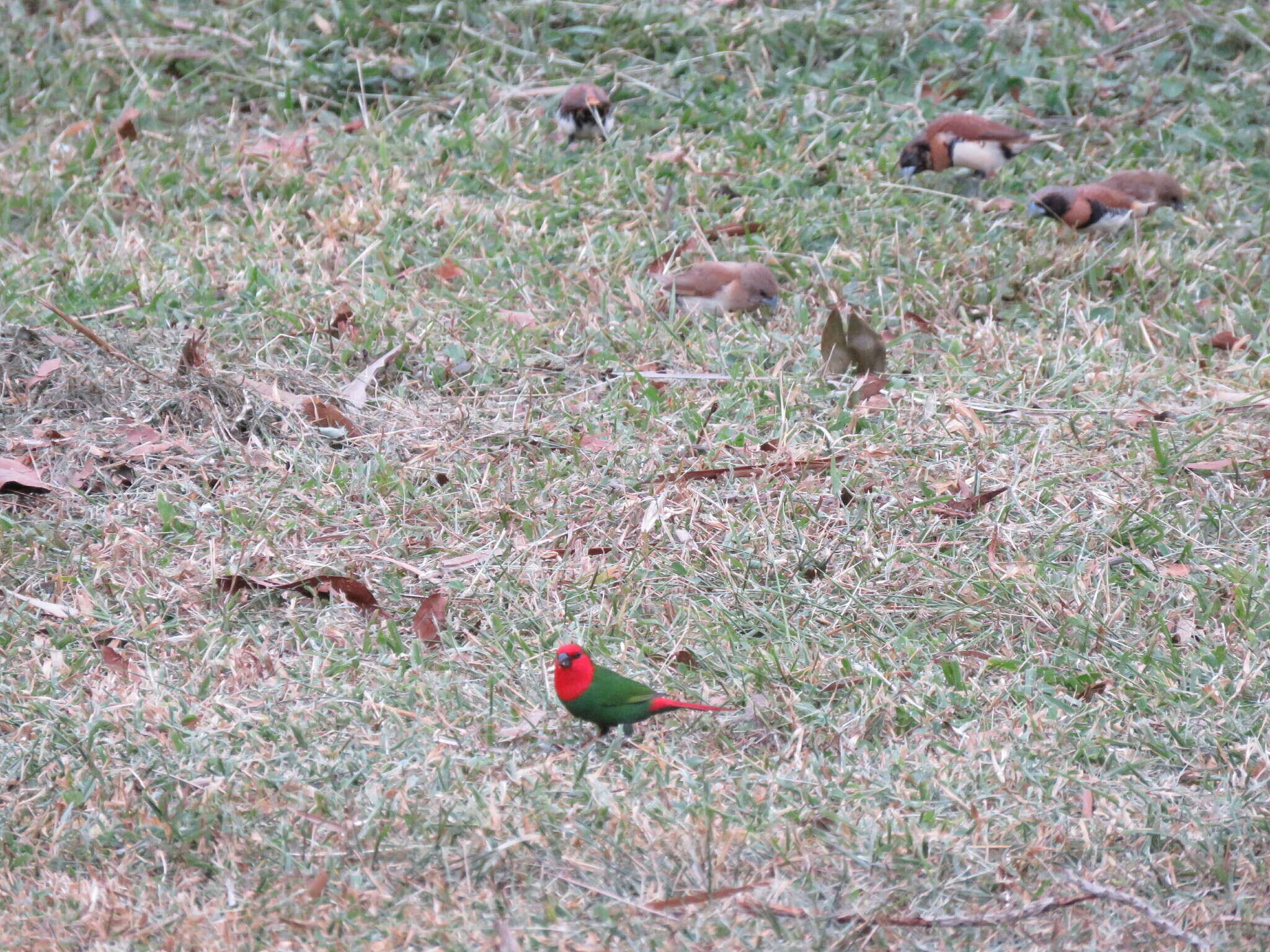 Image of Red-throated Parrot-Finch