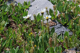 Image de Erigeron garrettii A. Nels.