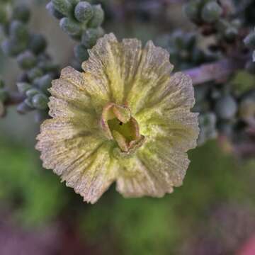 Maireana pyramidata (Benth.) P. G. Wilson resmi