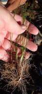Image of Triglochin bulbosa subsp. bulbosa