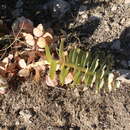 Image of Euphorbia craspedia Boiss.