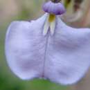 Image of Pombalia bicolor (A. St.-Hil.) Paula-Souza