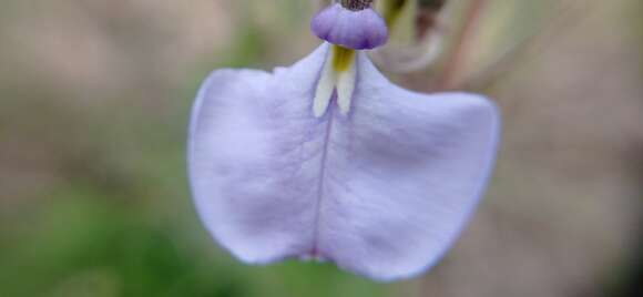 Image of Pombalia bicolor (A. St.-Hil.) Paula-Souza