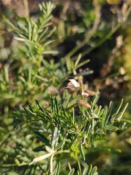 Image of Astragalus versicolor Pall.