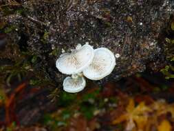 Image of Crepidotus mollis (Schaeff.) Staude 1857