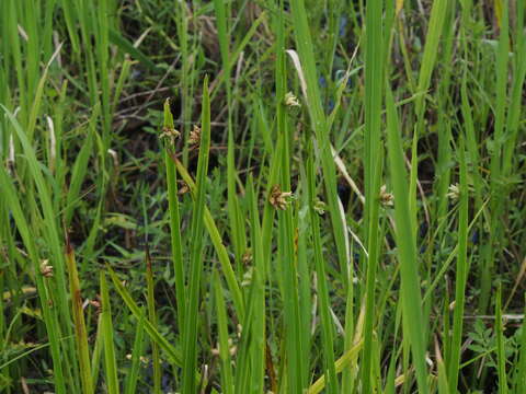 Sivun Schoenoplectiella mucronata (L.) J. Jung & H. K. Choi kuva