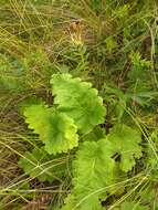 Image of Siberian Primrose