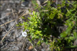 Mecardonia acuminata (Walt.) Small resmi