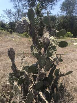 Plancia ëd Opuntia elatior Mill.