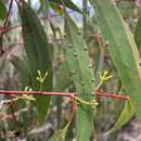 Image of Eucalyptus kabiana L. A. S. Johnson & K. D. Hill