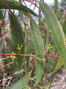 Image of Eucalyptus kabiana L. A. S. Johnson & K. D. Hill