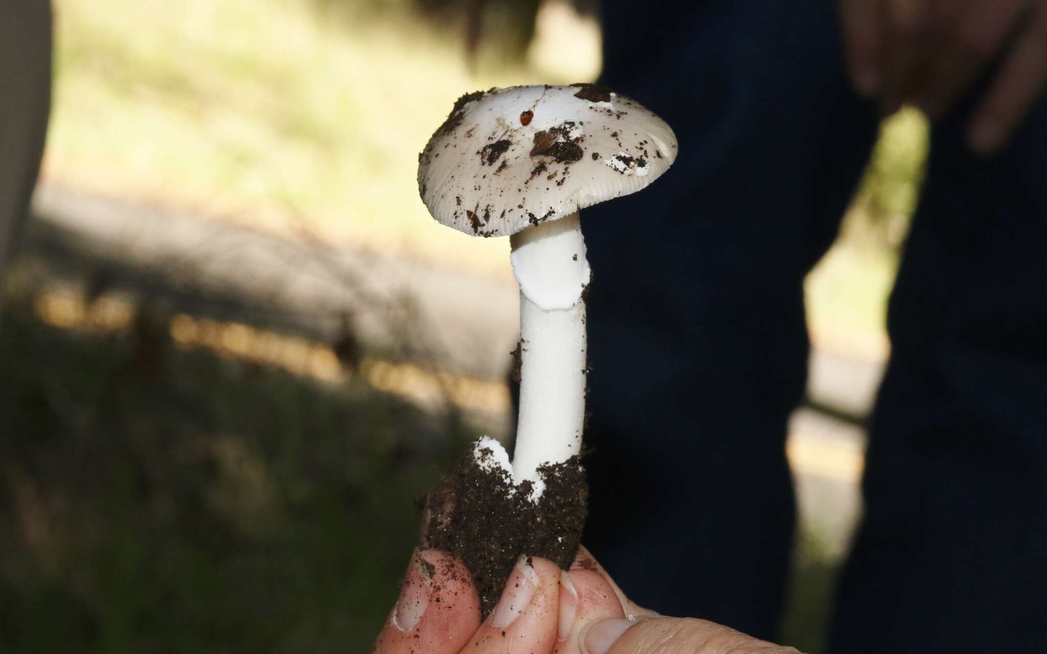 Image of Amanita calyptratoides Peck 1909