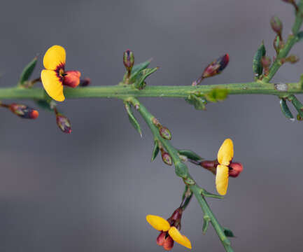 Image de <i>Daviesia ulicifolia</i> subsp. <i>ruscifolia</i>