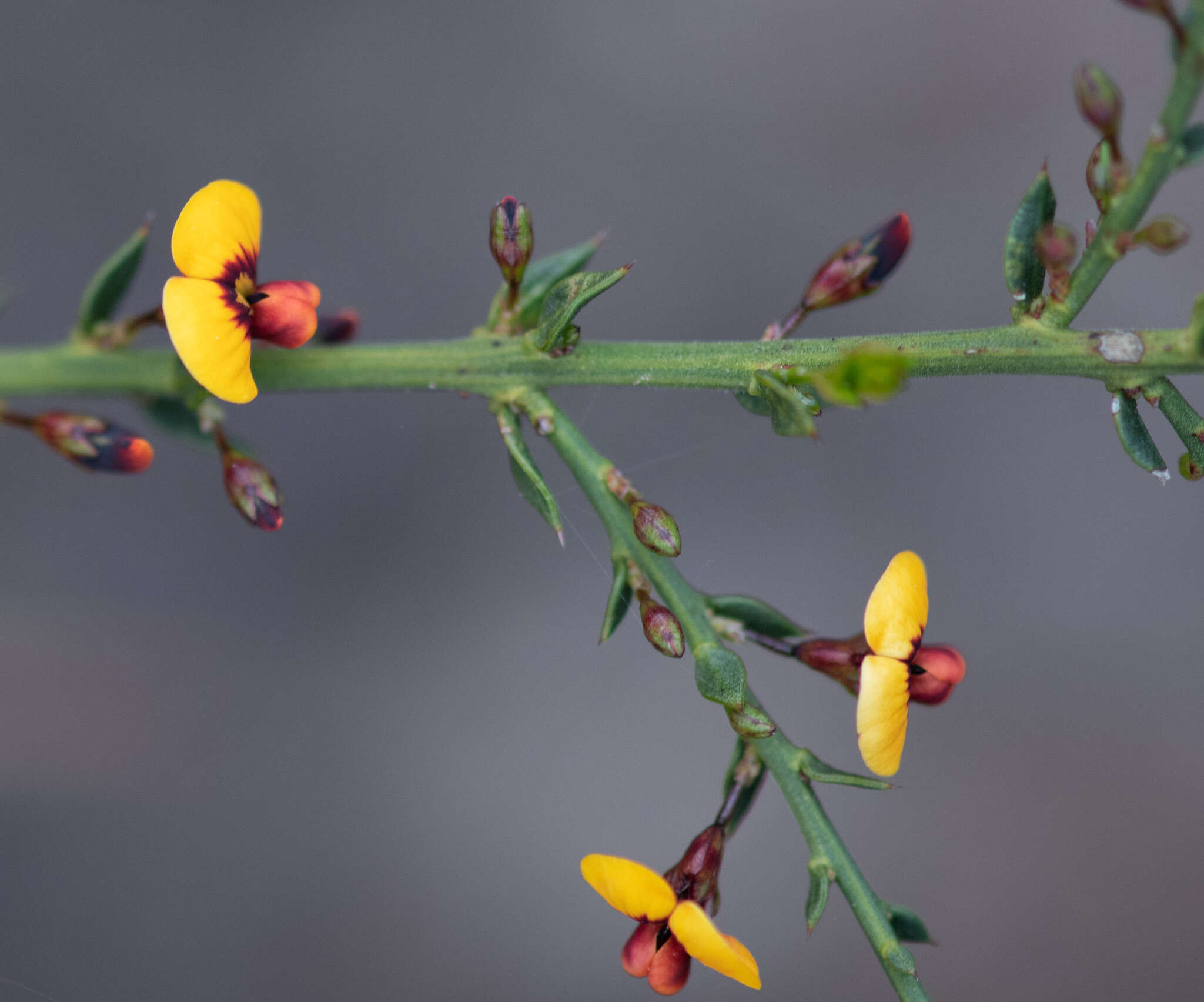 Image of <i>Daviesia ulicifolia</i> subsp. <i>ruscifolia</i>