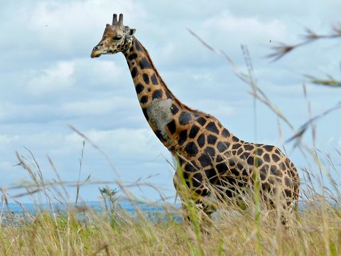 Image of Rothschild's Giraffe