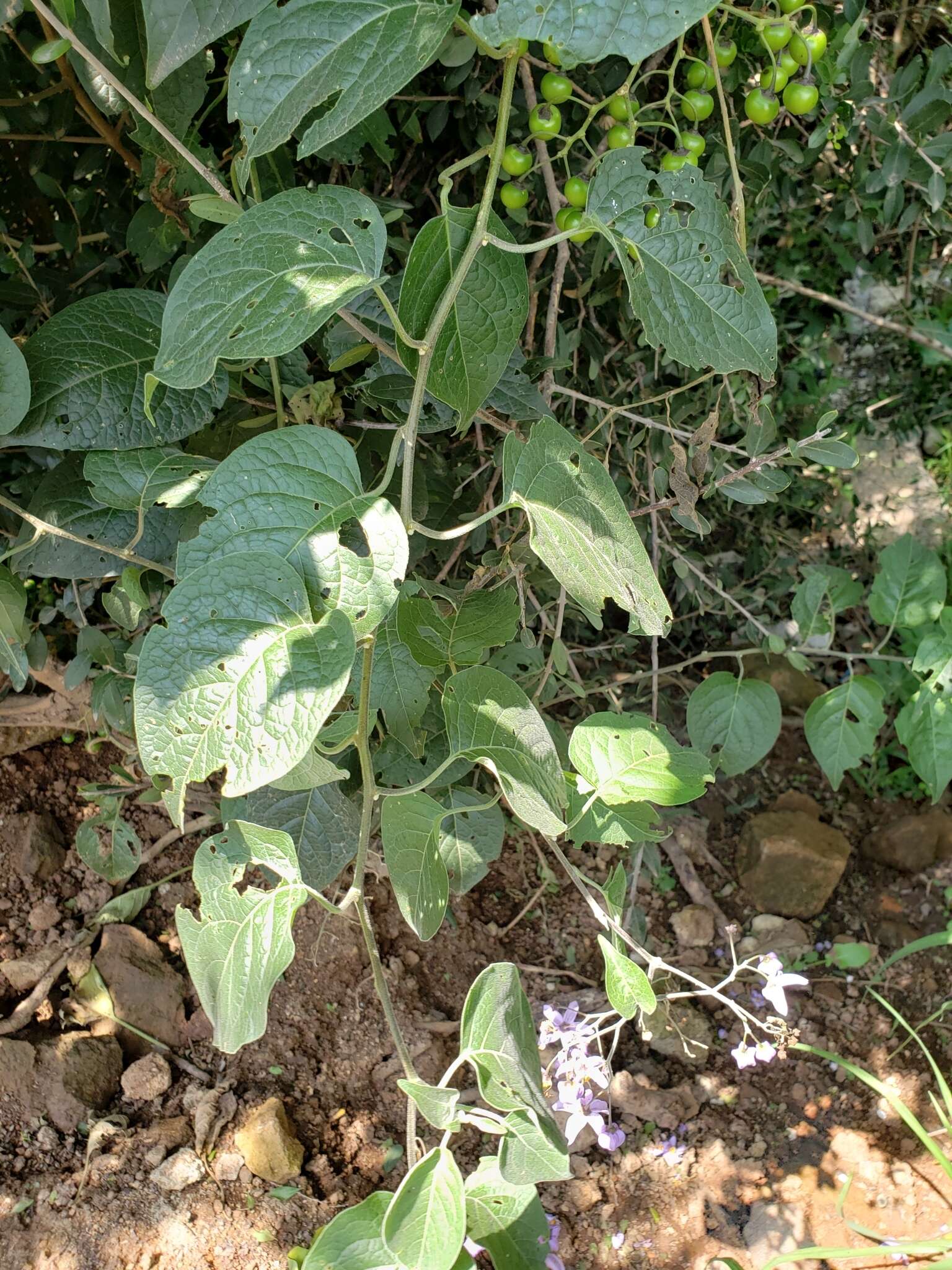 Image de Solanum dulcamaroides Dun.