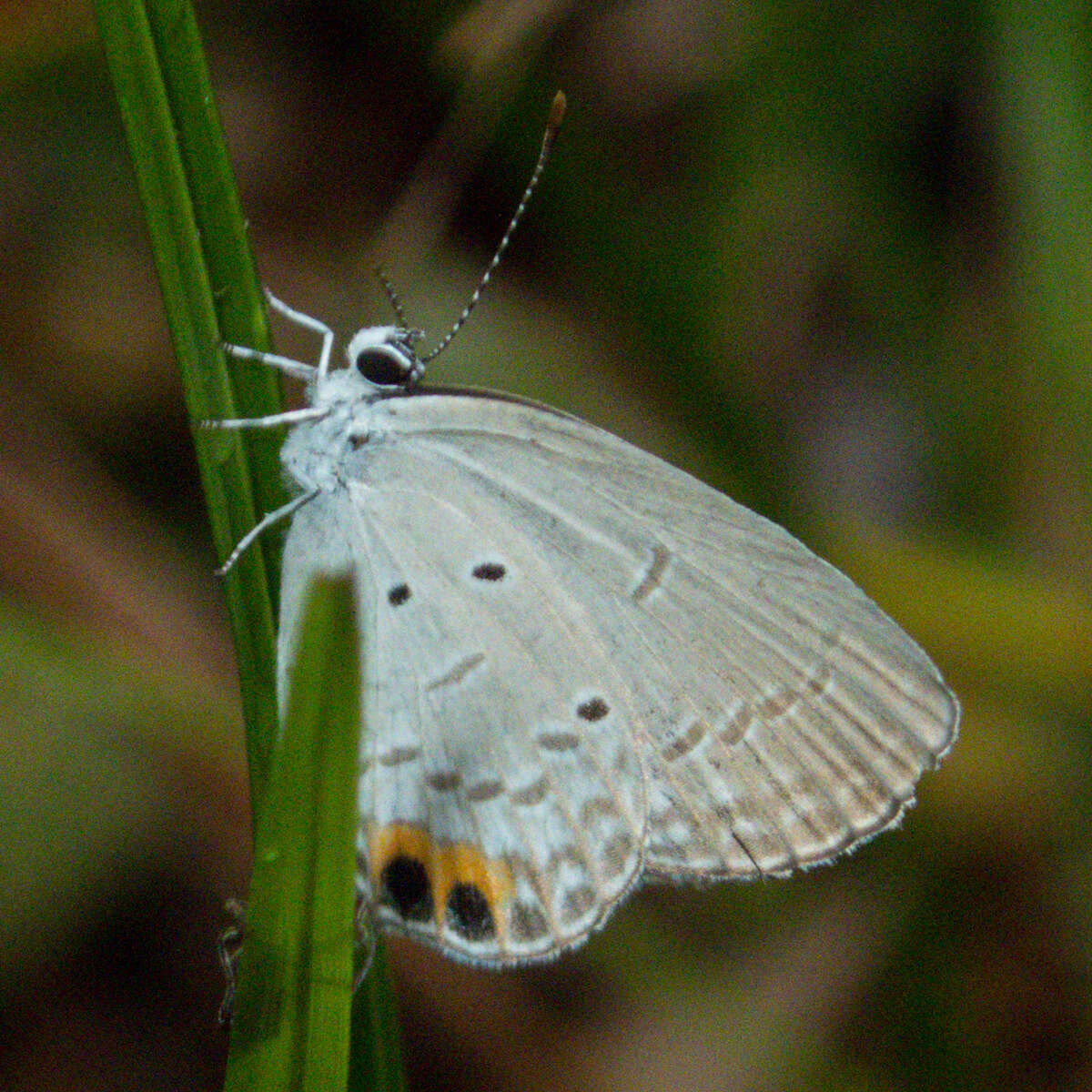 Image of Everes lacturnus rileyi