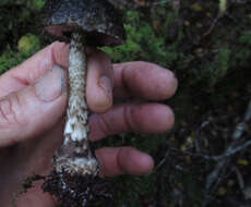 Image of Amanita nigrescens G. Stev. 1962