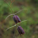 Image of Fritillaria ruthenica Wikstr.