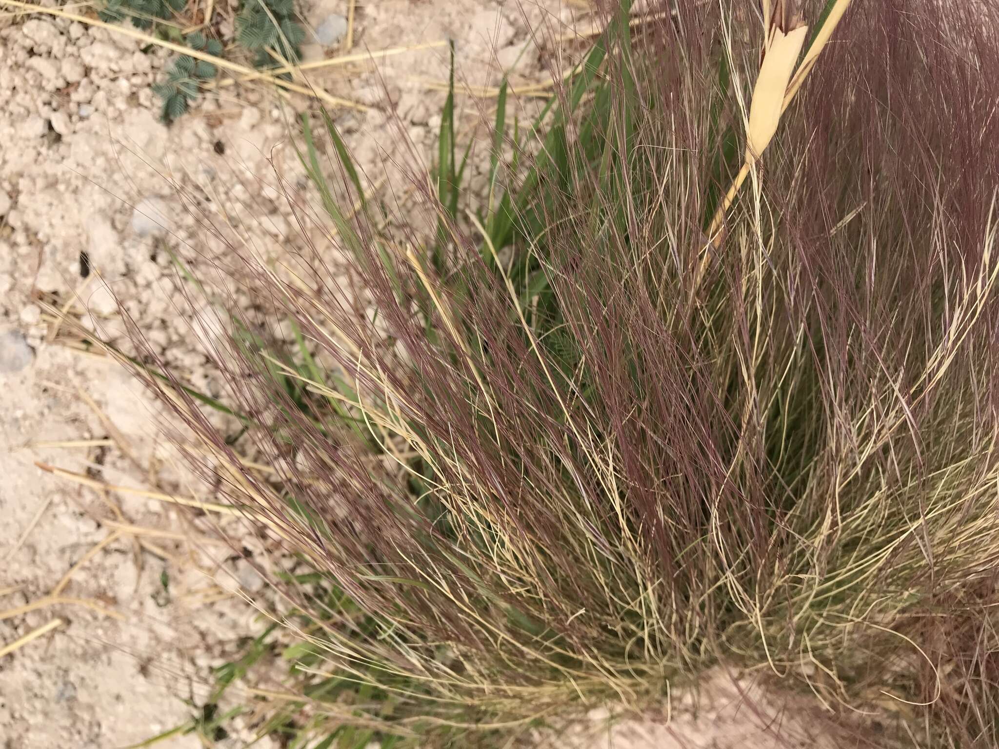 Aristida purpurea Nutt.的圖片